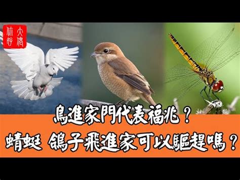 麻雀在家築巢|【麻雀在家築巢風水】麻雀在家築巢風水全解析：吉兆還是凶兆？。